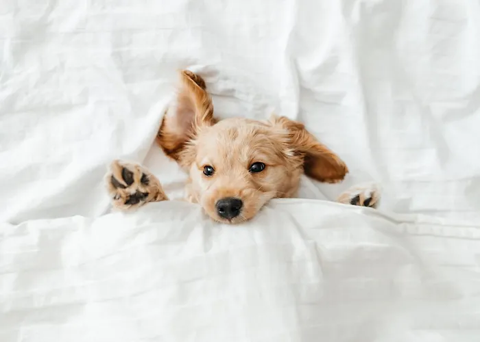 Pestana - A Brasileira, Center & Heritage Building 5*