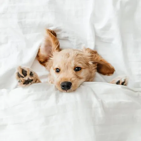 Pestana - A Brasileira, Center & Heritage Building 5*